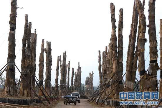精品園內(nèi)，98棵紫薇樹分立兩排，已全部死亡。