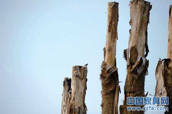 紫薇樹皮已干枯脫落。記者王從啟/攝src="http://m.zhengchang8.com/file/upload/201207/18/14-00-48-68-1.jpg"
