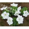 你要的！ 矮牽牛批發(fā)【贊】青州矮牽?！就扑]】山西矮牽牛