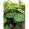 綠化用荷花|優(yōu)質(zhì)的荷花種苗，哪里有賣(mài)