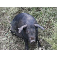 鐵嶺優(yōu)惠的散養(yǎng)黑豬哪有賣(mài)-散養(yǎng)黑豬哪里有